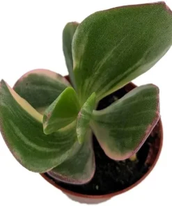 Cream & Green Jade Plant-Crassula ovata Variegated - 3.25" Pot - Image 2