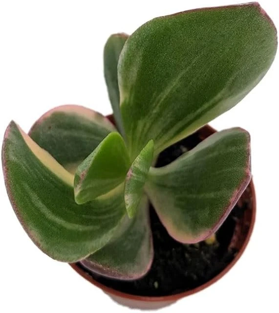 Cream & Green Jade Plant-Crassula ovata Variegated - 3.25" Pot - Image 2