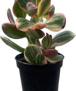 Cream & Green Jade Plant-Crassula ovata Variegated - 3.25