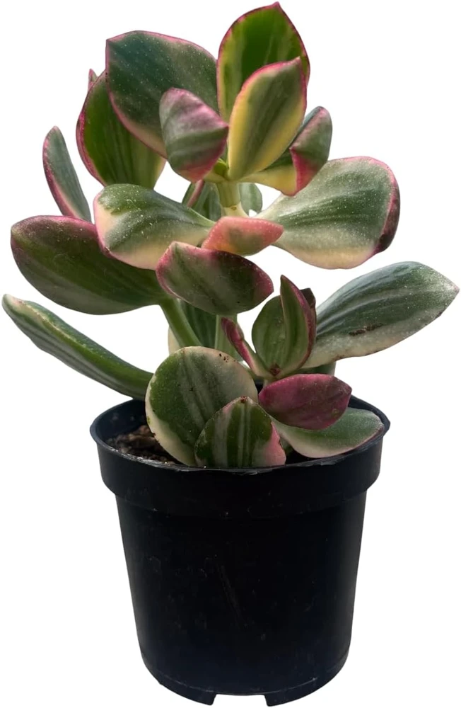 Cream & Green Jade Plant-Crassula ovata Variegated - 3.25" Pot - Image 3