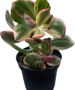 Cream & Green Jade Plant-Crassula ovata Variegated - 3.25