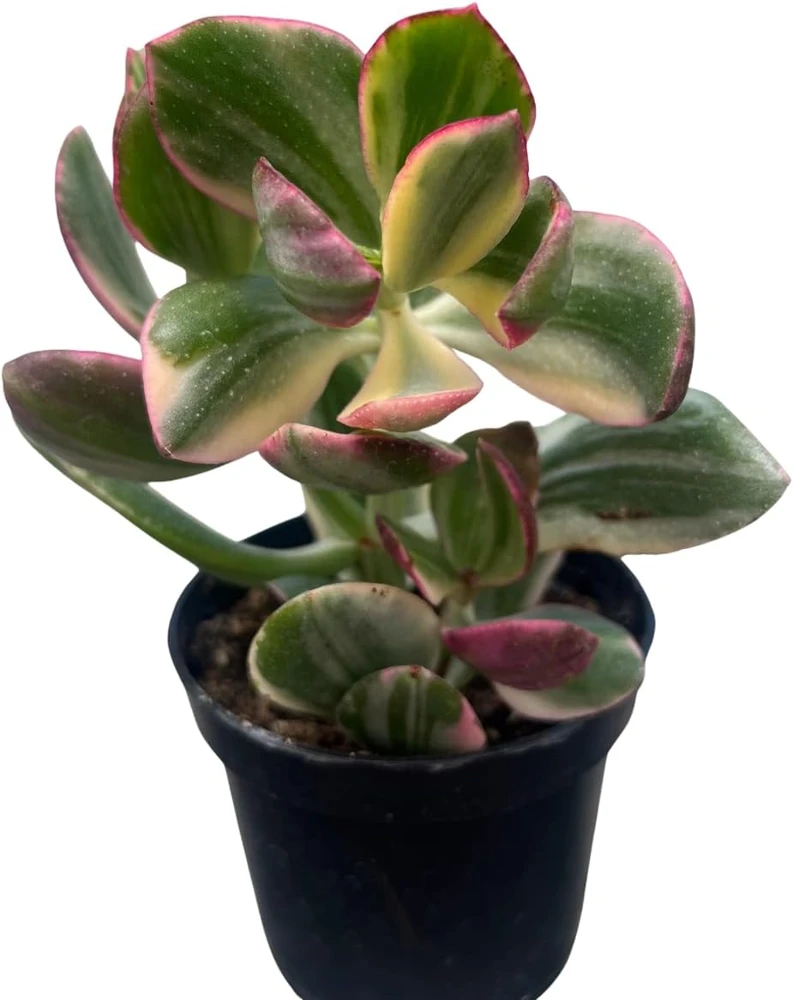 Cream & Green Jade Plant-Crassula ovata Variegated - 3.25" Pot - Image 4
