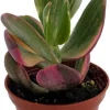 Cream & Green Jade Plant-Crassula ovata Variegated - 3.25" Pot - Image 1