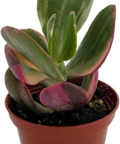 Cream & Green Jade Plant-Crassula ovata Variegated - 3.25
