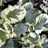 Cream & Green Winter Cress Seeds - 15 Seeds - Edible Herb - Perennial - Image 1