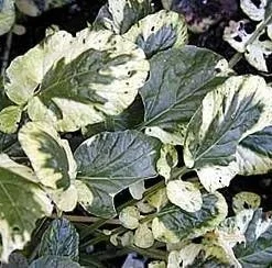 Cream & Green Winter Cress Seeds - 15 Seeds - Edible Herb - Perennial - Image 1