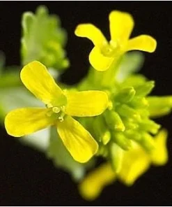 Cream & Green Winter Cress Seeds - 15 Seeds - Edible Herb - Perennial - Image 2
