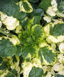 Cream & Green Winter Cress Seeds - 15 Seeds - Edible Herb - Perennial - Image 3