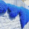 Creeping Thyme Herb Flower Seeds - Blue Ground Cover, Thymus Serpyllum, 100+ Seeds, Perennial - Image 1