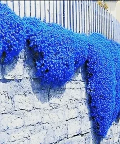 Creeping Thyme Herb Flower Seeds - Blue Ground Cover, Thymus Serpyllum, 100+ Seeds, Perennial - Image 1