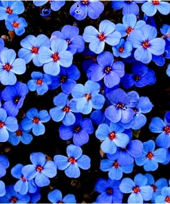 Creeping Thyme Herb Flower Seeds - Thymus Serpyllum Ground Cover Blue Perennial - Image 2