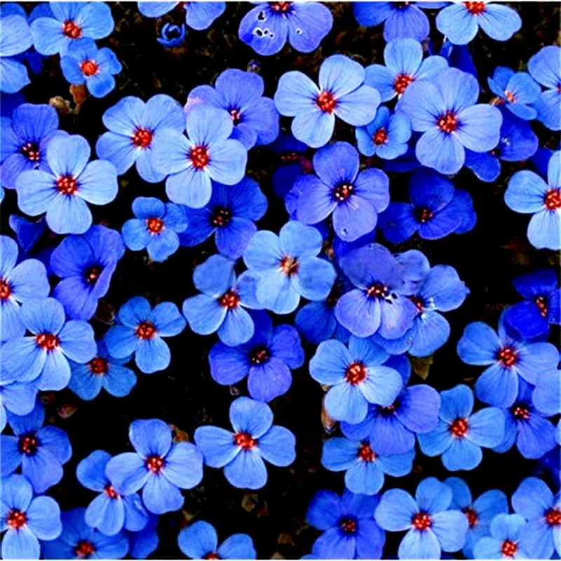 Creeping Thyme Herb Flower Seeds - Thymus Serpyllum Ground Cover Blue Perennial - Image 2