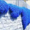 Creeping Thyme Herb Flower Seeds - Thymus Serpyllum Ground Cover Blue Perennial - Image 1