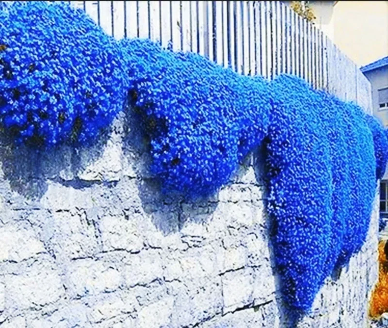 Creeping Thyme Herb Flower Seeds - Thymus Serpyllum Ground Cover Blue Perennial - Image 1