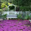 Creeping Thyme Seeds - Non-GMO Perennial Herb Seeds - Indoor & Outdoor - 300+ Seeds - Image 1
