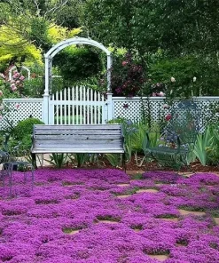 Creeping Thyme Seeds - Non-GMO Perennial Herb Seeds - Indoor & Outdoor - 300+ Seeds - Image 1