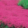 Creeping Thyme Seeds Pink Purple Ground Cover Perennial Herb - 100 Seeds Outdoor - Image 1