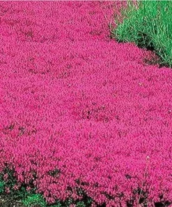 Creeping Thyme Seeds Pink Purple Ground Cover Perennial Herb - 100 Seeds Outdoor - Image 1