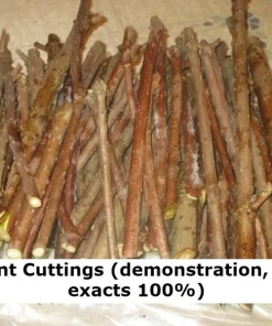 Crepe Myrtle Cuttings - 7-Pack for Rooting - Fast Grow Live Plant - Image 3