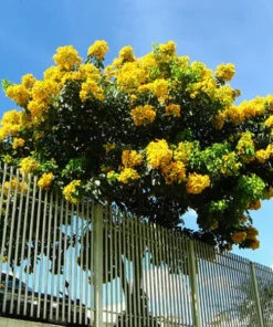 Crepe Myrtle Cuttings - 7-Pack for Rooting - Fast Grow Live Plant - Image 4