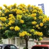 Crepe Myrtle Cuttings - 7-Pack for Rooting - Fast Grow Live Plant - Image 1