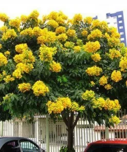 Crepe Myrtle Cuttings - 7-Pack for Rooting - Fast Grow Live Plant - Image 1