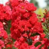 Crepe Myrtle Cuttings for Rooting - 7 Count, Fast Grow, Indoor/Outdoor - Image 1