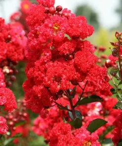 Crepe Myrtle Cuttings for Rooting - 7 Count, Fast Grow, Indoor/Outdoor - Image 1
