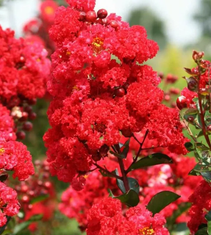 Crepe Myrtle Cuttings for Rooting - 7 Count, Fast Grow, Indoor/Outdoor - Image 1