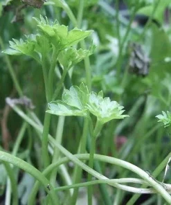 Cress Herb Seeds - 500 Seeds, 2 Grams - Fresh Homegrown Culinary Herb - Image 2