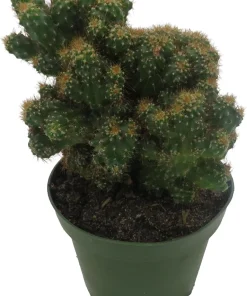 Crested Red Monstrous Cactus Live Plant - Cereus Peruvianus - 4" Pot - Image 2