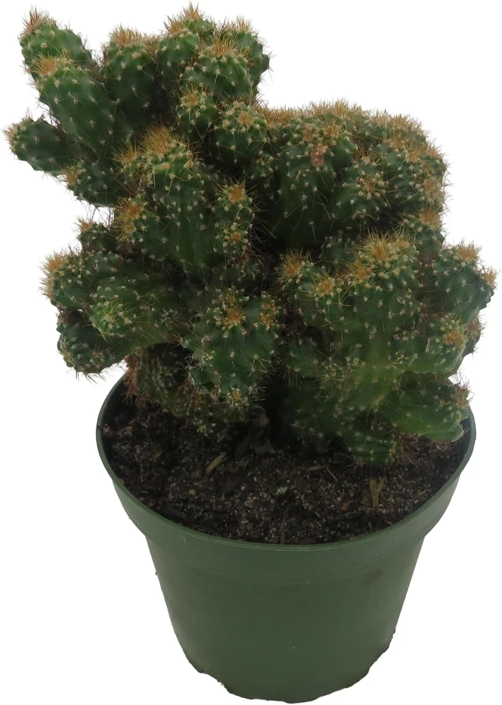 Crested Red Monstrous Cactus Live Plant - Cereus Peruvianus - 4" Pot - Image 2