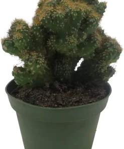 Crested Red Monstrous Cactus Live Plant - Cereus Peruvianus - 4