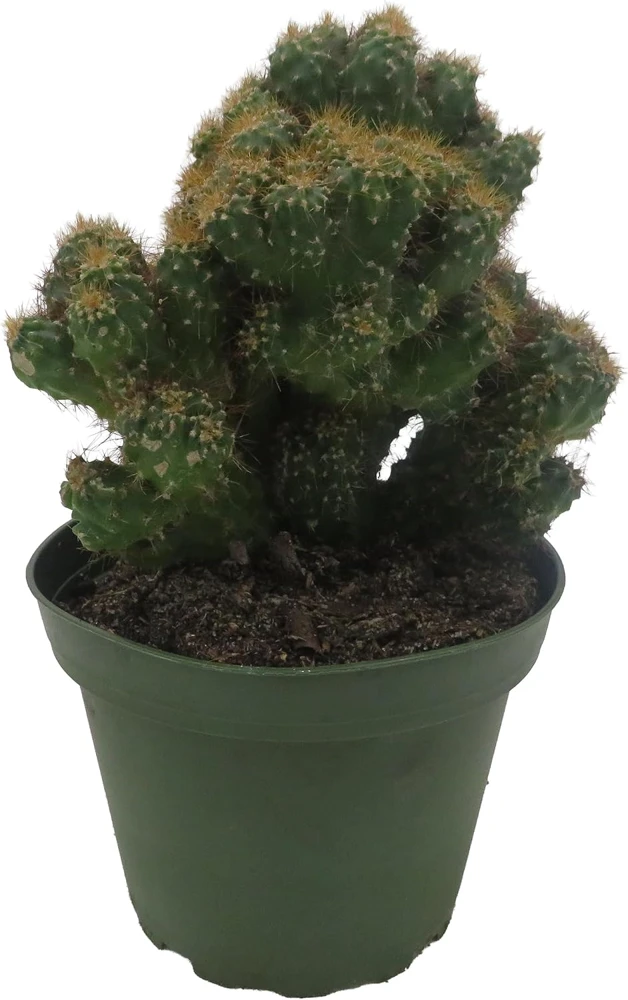 Crested Red Monstrous Cactus Live Plant - Cereus Peruvianus - 4" Pot - Image 3