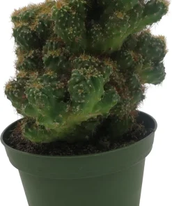 Crested Red Monstrous Cactus Live Plant - Cereus Peruvianus - 4