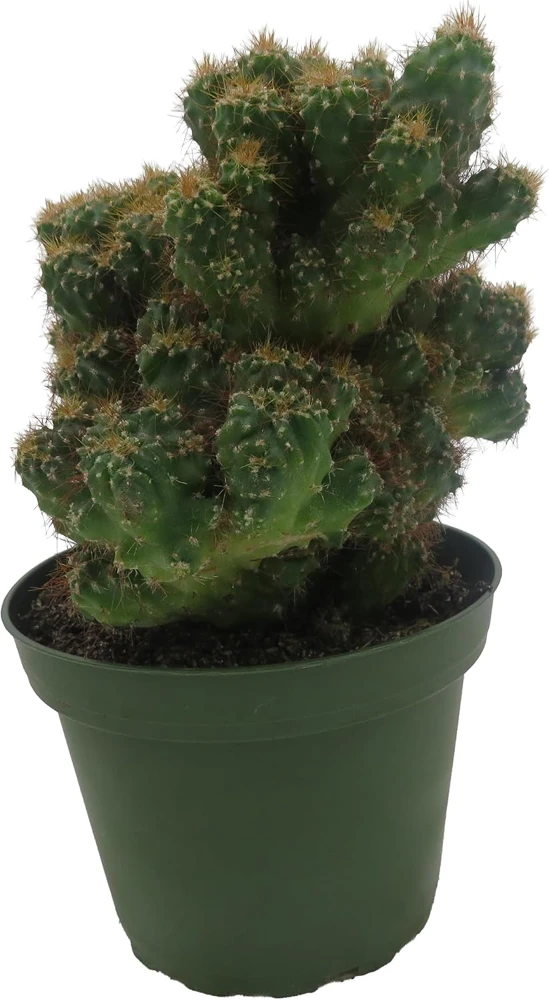 Crested Red Monstrous Cactus Live Plant - Cereus Peruvianus - 4" Pot - Image 4