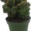 Crested Red Monstrous Cactus Live Plant - Cereus Peruvianus - 4" Pot - Image 1
