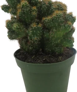 Crested Red Monstrous Cactus Live Plant - Cereus Peruvianus - 4