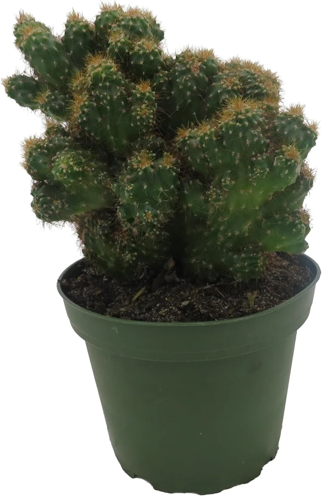 Crested Red Monstrous Cactus Live Plant - Cereus Peruvianus - 4" Pot - Image 1