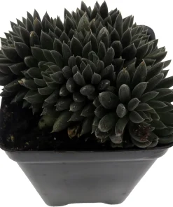 Crested Sedum Live Plant - Rare Succulent 2.5" Pot - Indoor/Outdoor - Image 2