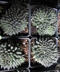 Crested Sedum Live Plant - Rare Succulent 2.5
