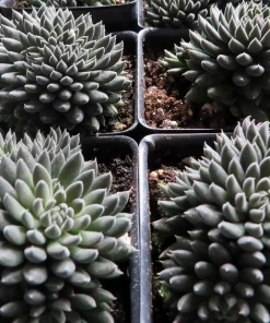 Crested Sedum Live Plant - Rare Succulent 2.5