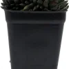 Crested Sedum Live Plant - Rare Succulent 2.5" Pot - Indoor/Outdoor - Image 1