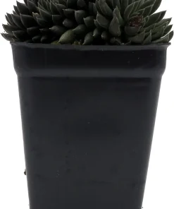 Crested Sedum Live Plant - Rare Succulent 2.5