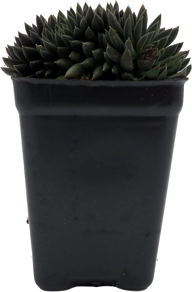 Crested Sedum Live Plant - Rare Succulent 2.5" Pot - Indoor/Outdoor - Image 1