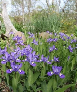 Crested Wild Iris Bare Roots - Iris cristata - 10 Count Perennial - Image 2