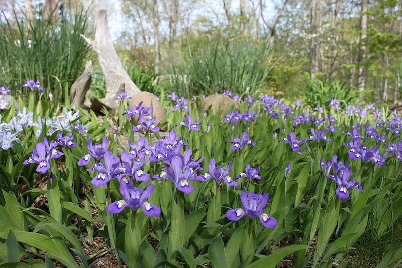 Crested Wild Iris Bare Roots - Iris cristata - 10 Count Perennial - Image 2