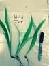 Crested Wild Iris Bare Roots - Iris cristata - 10 Count Perennial - Image 3