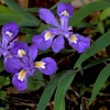 Crested Wild Iris Bare Roots - Iris cristata - 10 Count Perennial - Image 1
