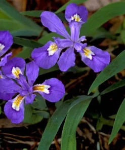 Crested Wild Iris Bare Roots - Iris cristata - 10 Count Perennial - Image 1
